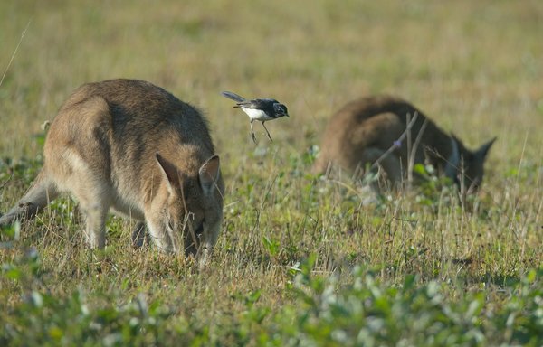 Quels sont les meilleurs spots pour la photographie de la faune en Tanzanie?