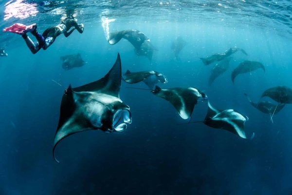 Quels sont les meilleurs spots pour la plongée avec les raies manta aux Maldives?